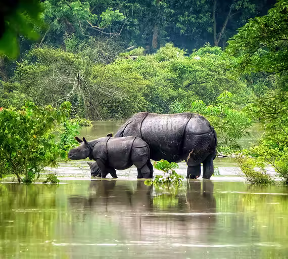 Kaziranga